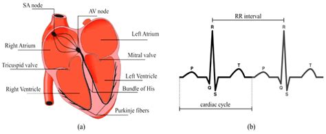 Fractal Fract Free Full Text Heart Rhythm Analysis Using Nonlinear