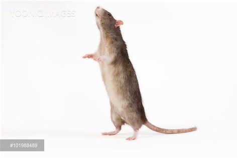 Pet Rat Standing On Hind Legs Yooniq Images Stock Photos