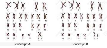 Plis Ayudenme Observa Los Siguientes Cariotipos E Indica Cu Les De