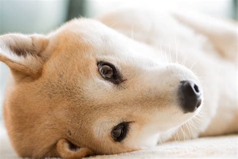 犬が床をひっかく理由と対処法 わんちゃんホンポ