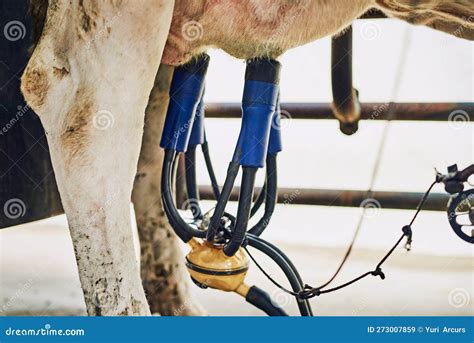 Being Milked By Machine A Cow Being Mechanically Milked On A Dairy