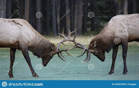 Antlers Locked In Battle During Elk Rut Stock Image Image Of