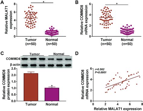 Malat And Commd Were Aberrantly Upregulated In Nsclc Tissues A The