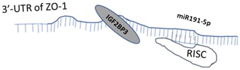 Igf2bp3 And Mir191‑5p Synergistically Increase Hcc Cell Invasiveness By Altering Zo‑1 Expression