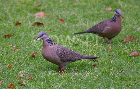 Australian rainforest birds pictures - Just for Sharing