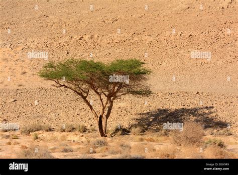 Acacia Tree Hi Res Stock Photography And Images Alamy