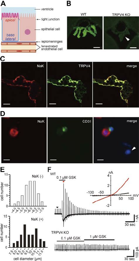 Histological Analysis Of The Mouse Choroid Plexus A Schematic