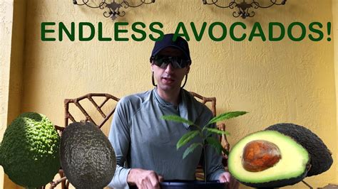 Endless Avocados How To Graft Any Avocado Scion To Any Avocado