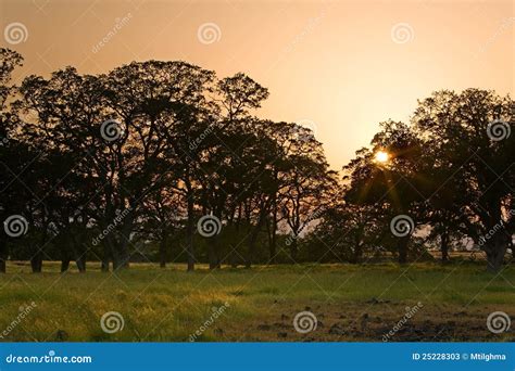 Savanna Sunset Over Meadow and Trees Stock Image - Image of dusk, gold: 25228303