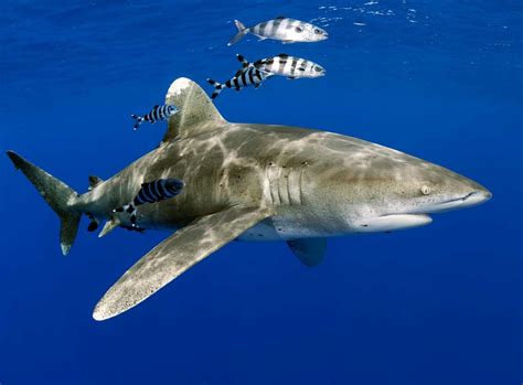 Oceanic Whitetip Shark - Lord of the Longhands - Epic Diving