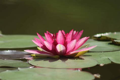 Free Picture Nature Lotus Waterlily Exotic Leaf Waterlily Flower Flora