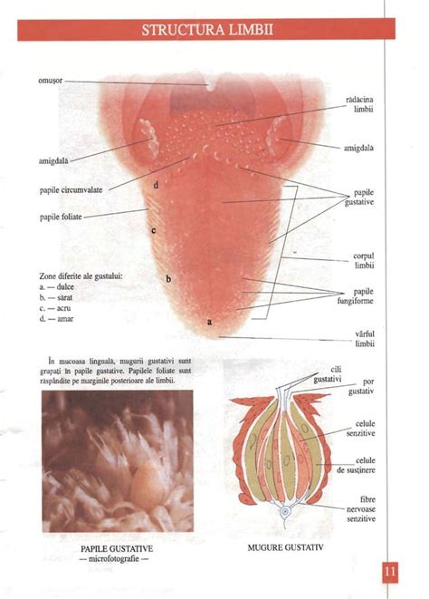 Girlshare Ro Anatomia Omului Pdf