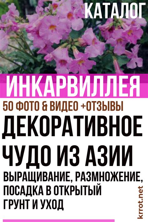 Инкарвиллея: Описание, Посадка, Уход | (50+ Фото) +Отзывы