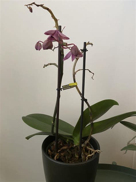 Wilting Orchid— My Orchid Has Been Doing Well And One Of The Blooms