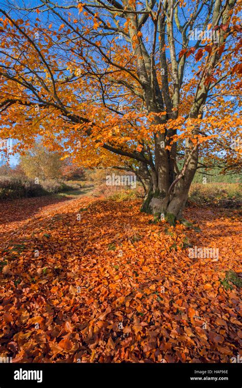 Beech tree shedding autumn leaves Stock Photo - Alamy