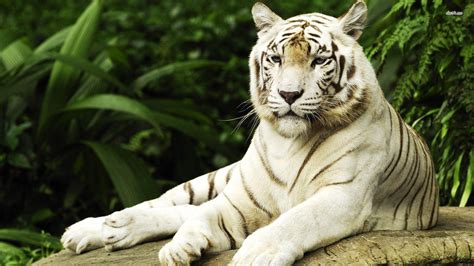 White Tiger Baby Wallpapers Hd P Wallpaper Cave