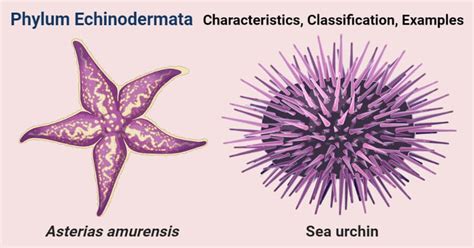 Phylum Echinodermata- Characteristics, classification, examples