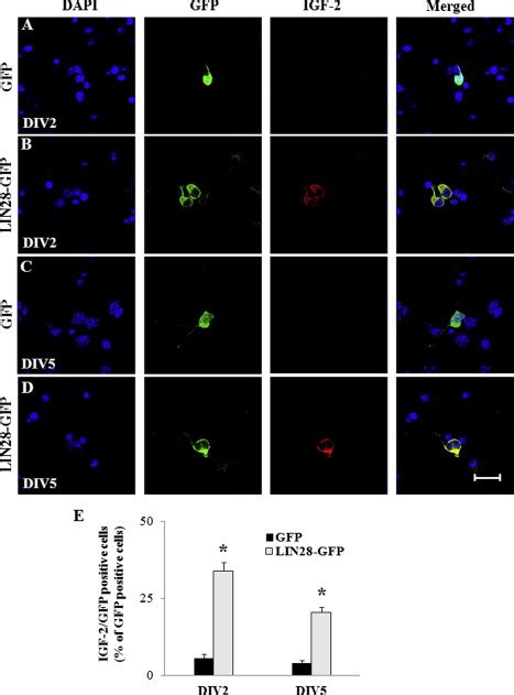 Expression Of Exogenous LIN28 Contributes To Proliferation And Survival