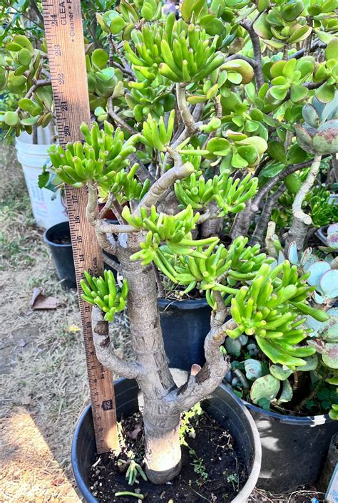 25 Tall Gollum Jade Crassula Ovata Rare Large Hobbit Jade Etsy