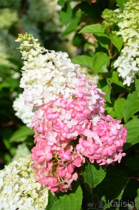 Hydrangea Paniculata Fraise Melba Renba Hortensja Bukietowa