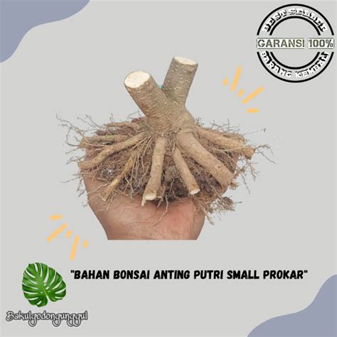 Jual BAHAN BONSAI ANTING PUTRI Small Bogel Sudah Program Akar Prokar