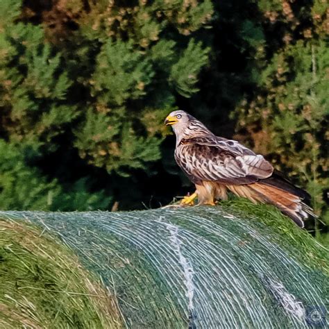 Red Kite Photograph By Anatole Beams Fine Art America