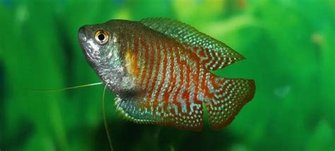 Gourami Fish Diseases And Treatments Fish Keeping Guide