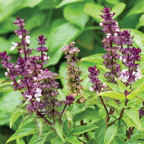 Buy Exotic Herb Seeds Online From Nurserylive At Lowest Price