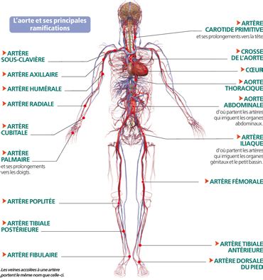 Le Corps Humain La Circulation Du Sang Sanguine