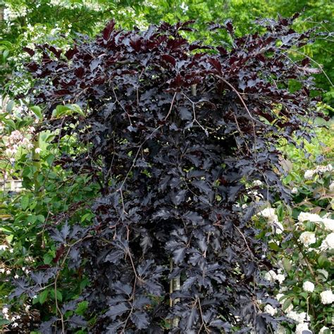 Fagus sylvatica Rohan Green Weeping | Beech | Ornamental Trees