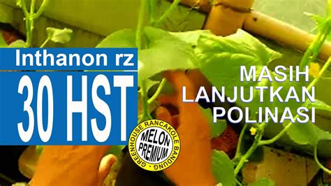 Polinasi Melon Inthanon Di Usia Hst Youtube