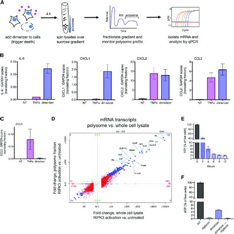 Cytokine And Chemokine MRNA Is Associated With Translating