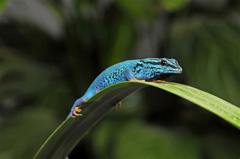 Reverse The Red Species Spotlight Critically Endangered Turquoise