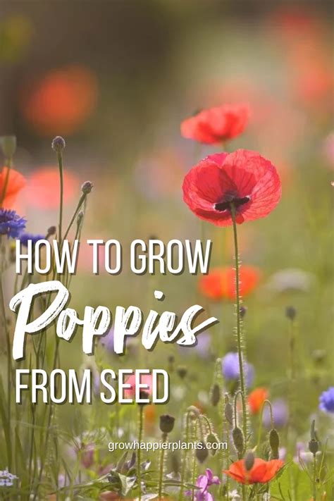 How To Grow Poppies From Seed Artofit