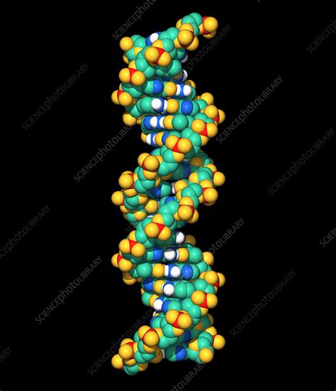 Dna Molecule Stock Image G Science Photo Library