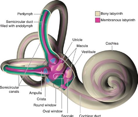 Membranous Labyrinth