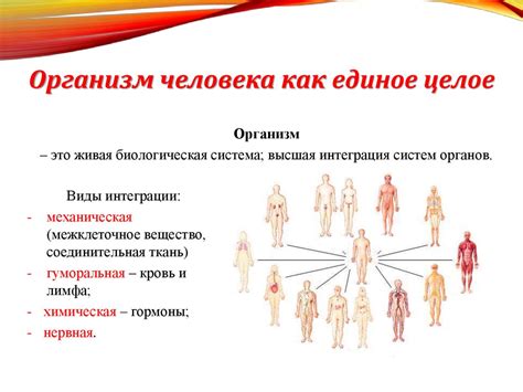 Строение человеческого организма - презентация онлайн