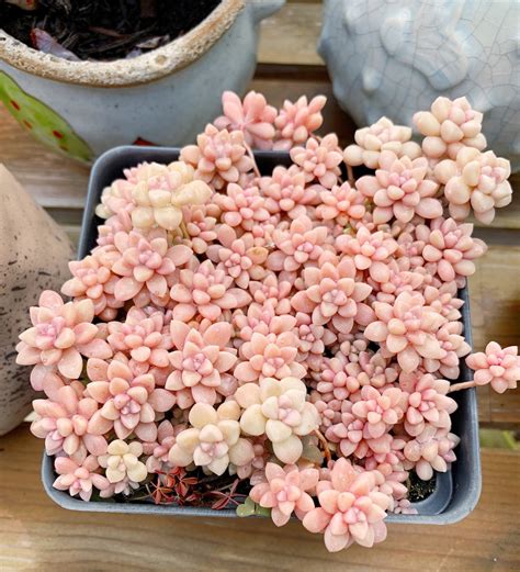 Rare Succulent Graptopetalum Mirinae Small Cluster Cutting 4 5 Heads Etsy