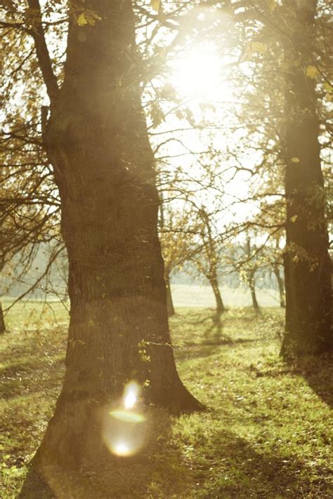 Free Images Tree Nature Forest Branch Light Sunlight Morning