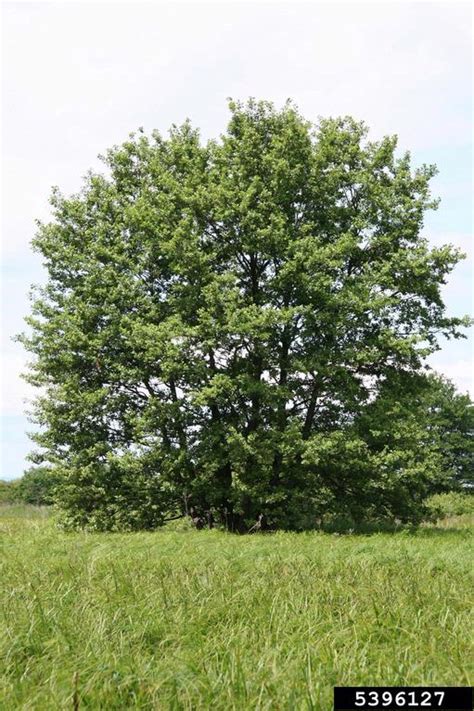 European Black Alder Alnus Glutinosa