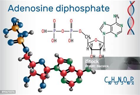 Molécule Dadénosine Diphosphate Est Un Composé Organique Important Dans