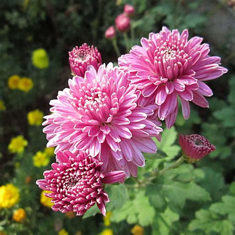 How To Grow Chrysanthemums A Step By Step Guide