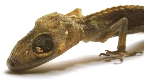 lagartixa  photo  freeimages