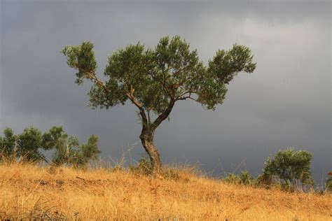 How to Care for Olive Trees Through the Seasons - Dengarden