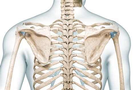 Scapula Bone Or Shoulder Blades X Ray Posterior View Osteology Of The