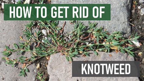 How To Get Rid Of Knotweed Easy Steps Youtube