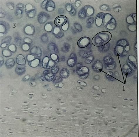 Hyaline Cartilage X Diagram Quizlet