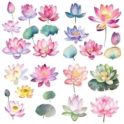 Premium Vector Lotus Flower Watercolor Paint Collection