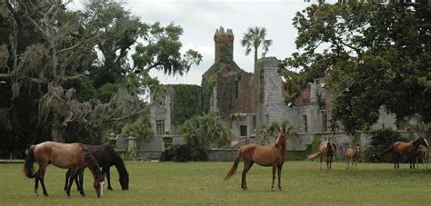 Feral Horses - Cumberland Island National Seashore (U.S. National Park ...