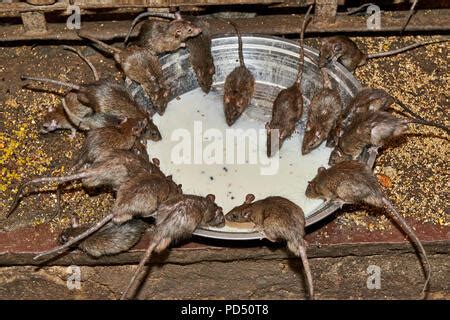 Rats Feeding On A Bowl With Milk In Temple Of Rats Karni Mata Temple